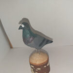 Dúfa / Pigeon